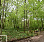 2 Im Bonner Kottenforst führt BIO-Diverse häufig Bildungsveranstaltungen durch.