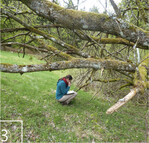 3 Die Kartierung von Moosen und Flechten erfordert ein geschultes Auge.