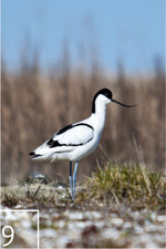 9 Die erstenm Säbelschnäbler fühlen sich im neuen Habitat bereits wohl.