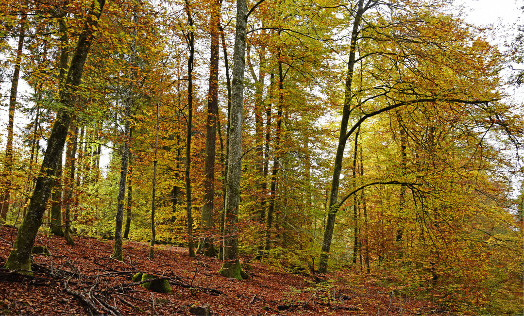 Buchenwald mit Herbstfärbung