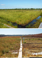 Abb. 2: Die Kultivierungsflächen K1 im „Provinzialmoor“ (oben) und K2 in „Drenth“ (unten) mit Gräben und in ungemähtem Zustand