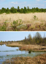 Abb. 3: Die Wiedervernässungsflächen W1 (oben) und W2 (unten) im Provinzialmoor