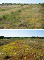 Abb. 4: Die naturnahen Hochmoorflächen N1 im Landschaftsschutzgebiet „Wildes Moor“ (oben) und N2 im Naturschutzgebiet „Meerkolk“ (unten)