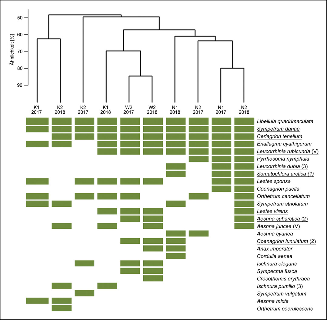 Abb.6: hnlichkeit der Libellen-Znosen (Grn = Vorkommen mit Bodenstndigkeitshinweis) zwischen den Untersuchungsgebieten (K = Kultivierung, W = Wiedervernssung, N = Naturnah) und Jahren anhand des Srensen-Index. Hochmoortypische Arten sind unterstrichen, der Gefhrdungsstatus (V = Vorwarnliste, 3 = gefhrdet, 2 = stark gefhrdet, 1 = vom Aussterben bedroht) gem der Roten Liste von Niedersachsen und Bremen (Baumann et al. 2021 b) wird in Klammern hinter der Art aufgefhrt.
