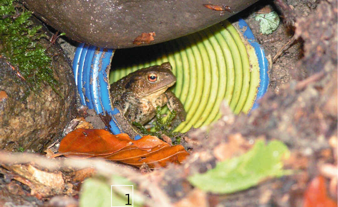 Amphibtec-Ausstiegsröhre, bei der im oberen Teil des Ablaufs von außen in die Wand gebohrt wird.