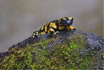 Feuersalamander sind zunehmend durch den Salamanderpilz Batrachochytrium salamandrivorans (Bsal) bedroht.