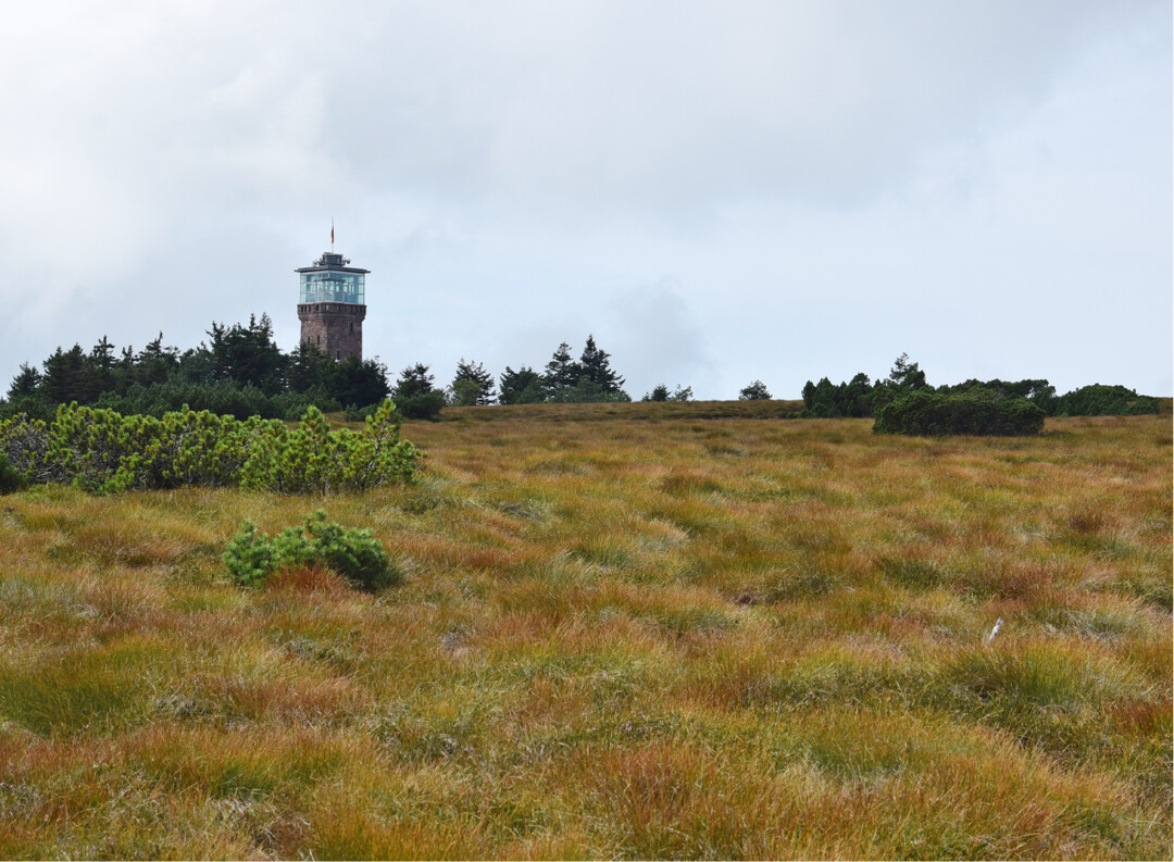 Hochmoor im FFH-Gebiet „Wilder See-Hornisgrinde und Oberes Murgtal“