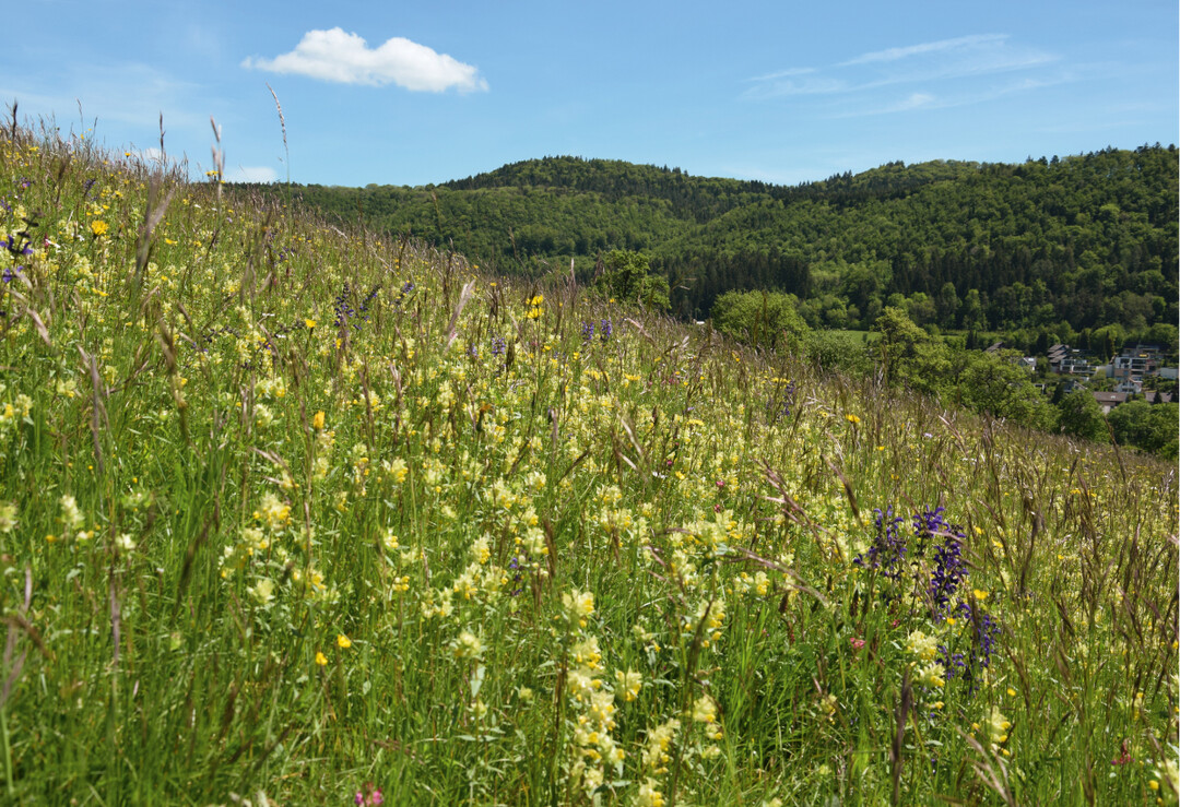 Magere Flachland-Mähwiese mit Klappertopf und Wiesen-Salbei