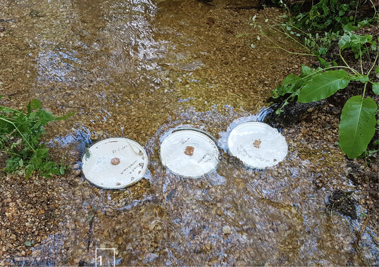 1) Sedimentmonitoring: Wie entwickeln sich die potenziellen Muschelhabitate?