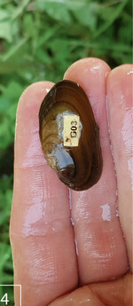 4) Markierte Jungmuschel