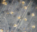 5) Frisch geerntete Jungmuscheln unter dem Mikroskop