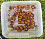 6) Junge Flussperlmuscheln, bereit zur Ausbringung in die Zielgewässer