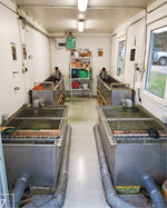 7) Blick in den Nachzuchtcontainer: Hier werden die Wirtsfische gehältert.