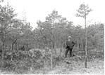 <strong>Abb. 9: </strong>Aufgeforstete Heide mit 40-jährigen Kiefern am Ostrand des Spitzberges. Foto vom 01.05.1926. Die geringe Höhe der Kiefern mit spärlicher Benadelung und stark verkürzten Jahrgangstrieben, die Calluna vulgaris Büsche und die Gräser sind ein Hinweis auf die mageren Bodenverhältnisse des Standortes (Schilf- oder Stubensandstein) und Zeichen einer bis dahin durchgeführten intensiven Beweidung. © Landesmedienzentrum Baden-Württemberg Afforestated area with 40 years old pine trees at the east part of the Spitzberg, photograph taken at the 01.05.1926 (Source: Landesmedienzentrum Baden-Württemberg). The small size of the pine trees with a low number of needles and short saplings, the Calluna vulgaris shrubs and grass species indicate poor soil conditions because of intensive historical biomass withdrawal through grazing.