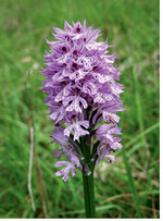 Dreizähniges Knabenkraut