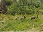 Im Raum Elstra (Sachsen) konnten Wolfswelpen per Videobeweis nachgewiesen werden.