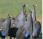 Bei Geierperlhühnern konnten mehrschichtige soziale Strukturen nachgewiesen werden.