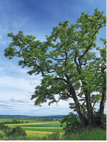 Die Robinie ist Baum des Jahres 2020. Foto: A. Roloff