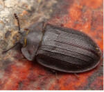 Der Flachkäfer Peltis grossa kann bis zu 2 cm groß werden. Foto: Lukas Haselberger