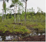 Die Verbände fordern eine möglichst verbindliche Regelung zur Renaturierung degradierter Lebensräume, vor allem von Mooren.