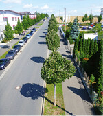 <strong>Abb. 2: </strong>Silberlinden (im Vordergrund) und Hainbuchen (linke Straßenseite). Bild: Susanne Böll