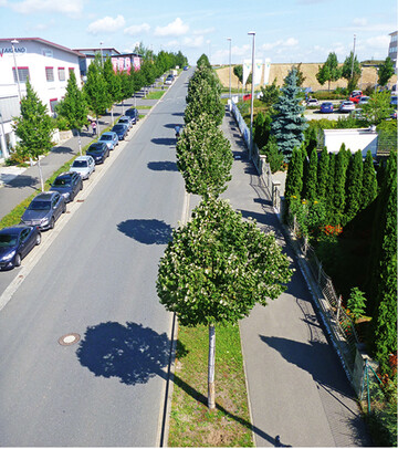 <strong>Abb. 2: </strong>Silberlinden (im Vordergrund) und Hainbuchen (linke Straenseite). Bild: Susanne Bll