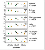 Abb. 3: Mittlere Individuenzahlen ausgewählter Arthropodengruppen auf heimischen (grün) bzw. verwandten südosteuropäischen (gelb) Baumarten. * p < 0,05 (Paarvergleich durch Welch t-Test). CB = Carpinus betulus Frans fontaine, OC = Ostrya carpinifolia , FE = Fraxinus excelsior Westhofs Glorie, FO = Fraxinus ornus , TC = Tilia cordata Greenspire,TT = Tilia tomentosa Brabant.