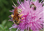 Abb. 13: Skabiosenfurchenbiene (Halictus scabiosae ) und eine kleine Furchenbienenart der GattungLasioglossum . Bild: Dieter Mahsberg