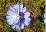 Abb. 14: Skabiosenfurchenbiene (Halictus scabiosae ). Bild: Susanne Böll