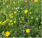 8 Fromentalwiese ein Jahr nach der Ansaat. Sie wurde mit autochthonem Saatgut auf ehemaligem Ackerland angesät.