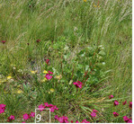 9 Auf dieser neu angesäten Wiese im Tessin finden sich bereits seltene Arten wie die insubrische Form der Karthäusernelke.