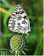 10 Die Insektenfauna profitiert von den artenreichen Wiesen: Schachbrettfalter auf dem Samenstand einer Skabiose.