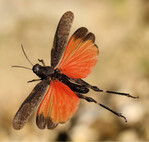 Rotflügelige Schnarrschrecke (Psophus stridulus)