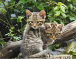 Junge Wildkatzen