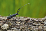 Viele gefährdete Tierarten, wie hier der Kleine Eichenbock (Cerambyx scopolii), profitieren vom hohen Angebot an besonntem Totholz.