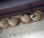 Schwalben sind typische Gebäudebrüter. Hier wurden ihnen künstliche Nester zur Verfügung gestellt.