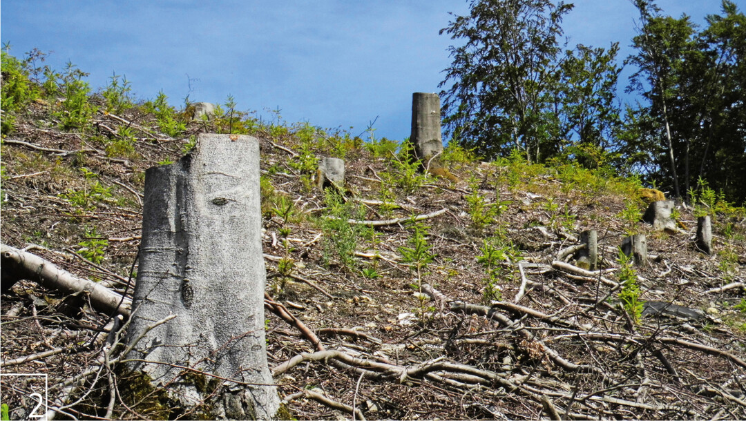  2 Buchen-Grokahlschlag im Hochsauerland  das Forstrecht lsst nach wie vor solche Eingriffe zu. 