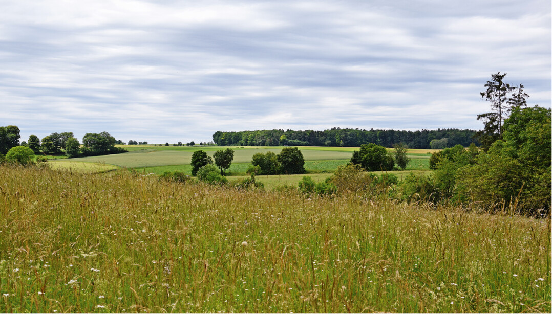 Eine strukturreiche Agrarlandschaft fördert die Biodiversität.