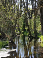 <strong>Abb. 3: </strong>Renaturierte Bieber