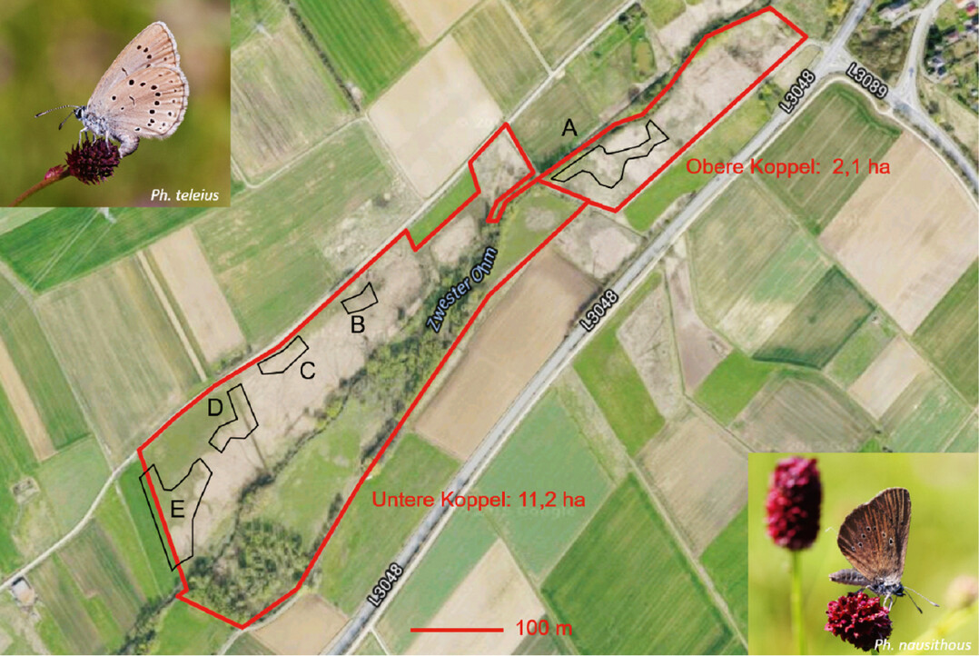  Abb. 1: Untersuchungsgebiet (UG). Lage der untersuchten Teilpopulationen (TP) A bis E auf der oberen Koppel (A) und der unteren Koppel (B bis E). Im Luftbild sind die Groseggenriede (hellbraun), das frische bis feuchte Fettgrnland (grn) sowie die beweideten Auwaldbereiche gut zu erkennen. 