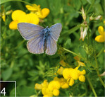 4 Schon im ersten Jahr einer Wildblumenansaat kann der Hauhechel-Bläuling in den Siedlungsraum gelockt werden.
