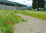 5 Bienenfreundliche Umgestaltung auf dem Betriebsgelände: Die Rasenfläche musste einem Blumenschotterrasenweg und einer zweimähdigen Blumenwiese weichen.