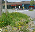 9 Auf den Restflächen von Parkplätzen können auf humusfreien Substraten artenreiche Magerwiesen aus regionalem Saatgut entwickelt werden.