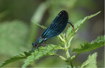 Blauflügel-Prachtlibelle (Calopteryx virgo)