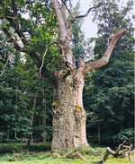 Habitatbaum: eine der Ivenacker Eichen