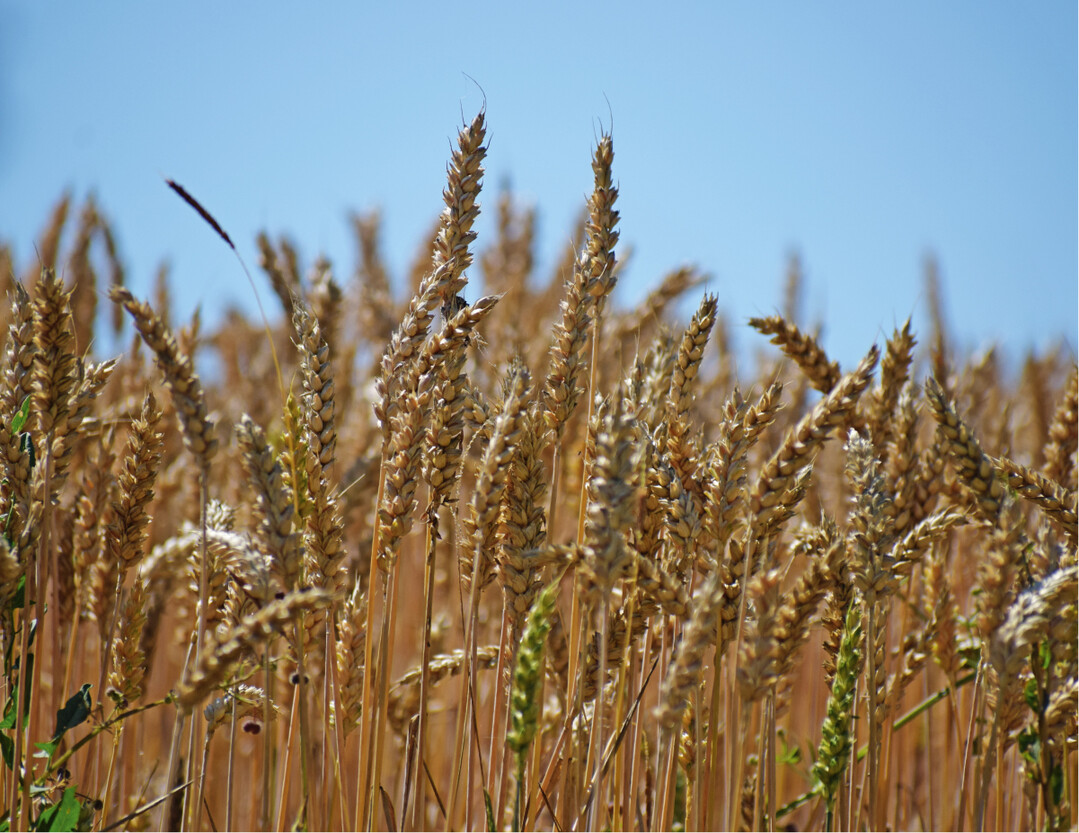 Getreideacker – wird hier zukünftig ein Paradigmenwechsel in der Landwirtschaft zu erkennen sein?