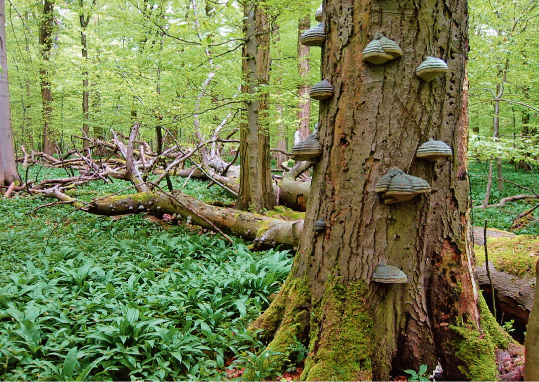 Fig. 1: Old beech forests rich in deadwood and supplies are typical of the Hainich National Park. The nutrient-rich soils on shell limestone lead to high growth rates. 