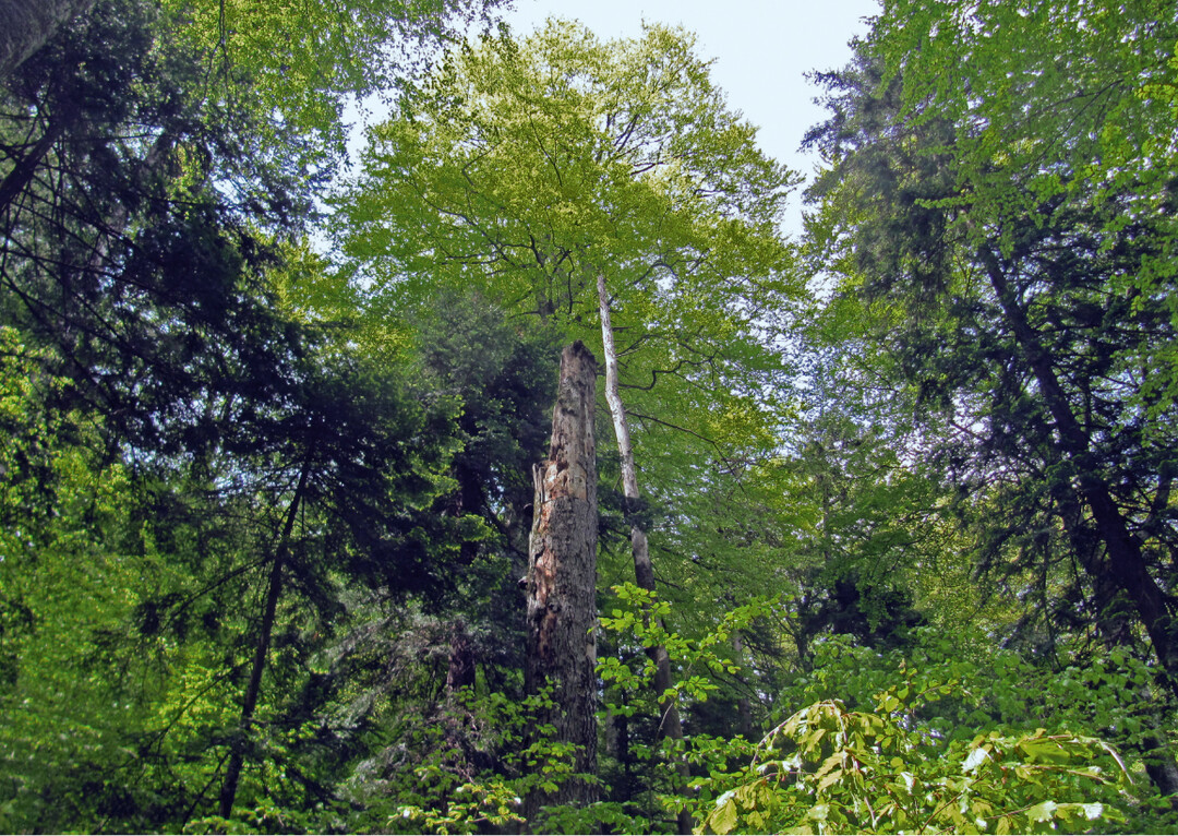 Fig. 2: Primeval forests have diverse and fascinating features in detail, as here in the National Park Parcul National Semenic  Cheile Carasului, or Semenic for short. These include methusalem trees, i.e. mighty and often several hundred year old tree giants. In dense and very old stands, wood stocks of 1,000m3 (solid cubic metres) and more can be measured per ha. However, a regeneration stand of little more than 100m3 can stand right next to it. The deadwood is added to this. 