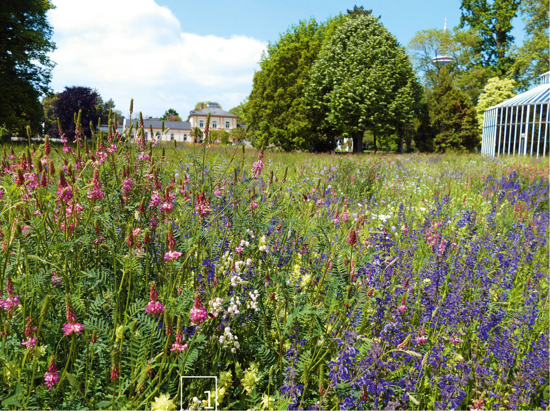 1 Dass Biodiversität in der Stadt funktioniert, zeigt diese artenreiche Wiese im Palmengarten Frankfurt.