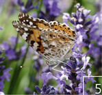 5 Wo es Blüten gibt, gibt es auch Insekten wie den Distelfalter.